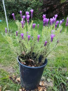 Lavender Plant