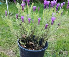 Lavender Plant