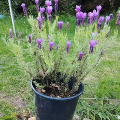 Lavender Plant