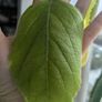 exotic plant Brazilian boldo - Plectranthus barbatus Image 2