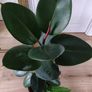 Large Rubber Plant Ficus elastica plant in the ceramic pot Image 2