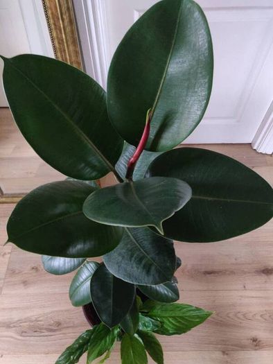Large Rubber Plant Ficus elastica plant in the ceramic pot