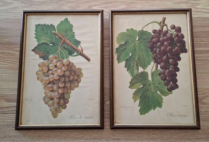 Antique Vines,Paris Circa 1901.