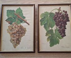 Antique Vines,Paris Circa 1901.