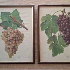 Antique Vines,Paris Circa 1901.