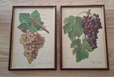 Antique Vines,Paris Circa 1901.