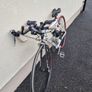 Lapierre Road Bike Image 3