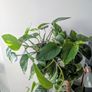 Epiprenum/ Pothos/Momey Plant Image 2