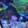 red sea reefer g2 250 Image 7