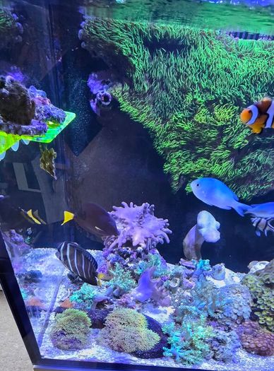 red sea reefer g2 250