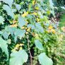 Plants and trees and Japanese acers Image 5
