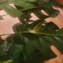Artificial Monstera Plant in Strong Ceramic Plant Pot with Decorative Stones Image 6