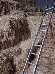 Hay