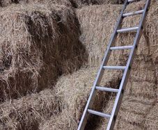 Hay