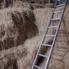Hay