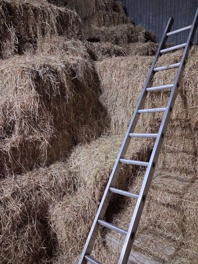 Hay