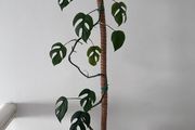 Monstera Adansonii with Tall Moss Pole &amp; Cat Pot