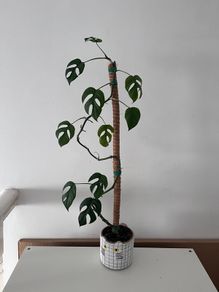 Monstera Adansonii with Tall Moss Pole & Cat Pot