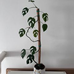 Monstera Adansonii with Tall Moss Pole & Cat Pot