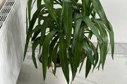 Yucca Indoor Plant with White Pot
