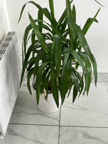 Yucca Indoor Plant with White Pot