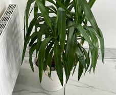 Yucca Indoor Plant with White Pot