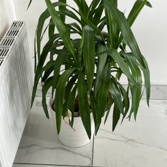 Yucca Indoor Plant with White Pot