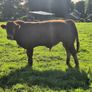 Limousin PBR Bulls Image 2