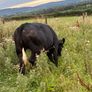 Breeding or beef Heifer Image 3