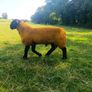 Pedigree suffolk ram lamb Image 4