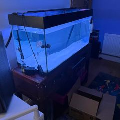 Fish tank (need gome ASAP)