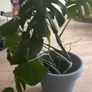 Large Monstera / Swiss Cheese Plant Image 2