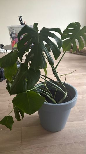 Large Monstera / Swiss Cheese Plant