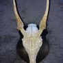 Deer skull Image 5