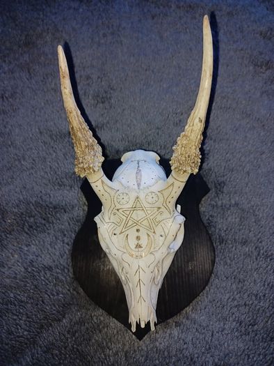 Deer skull