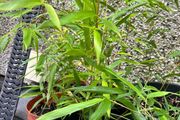 Small Gold Bamboo plants