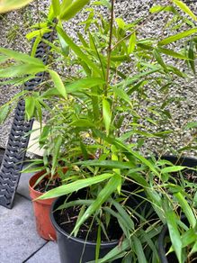 Small Gold Bamboo plants