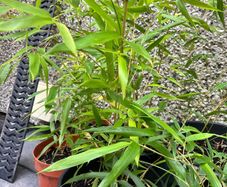 Small Gold Bamboo plants