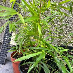 Small Gold Bamboo plants