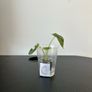 Alocasia silver dragon pups for sale Image 7
