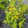 Large Shrubs and Trees Image 3