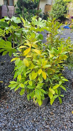 Large Shrubs and Trees