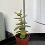 Cacti & Succulents Image 6
