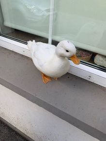 Call ducks