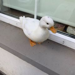 Call ducks