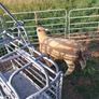 sheep Image 2