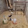 pigeons Image 3