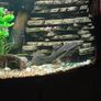 Extra large plecostamus Image 3