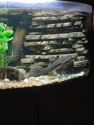 Extra large plecostamus