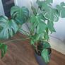 Monstera Image 2